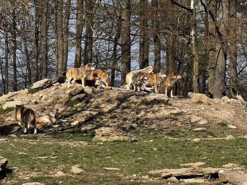 Durch den Tierpark Bad Mergentheim