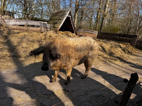 Durch den Tierpark Bad Mergentheim