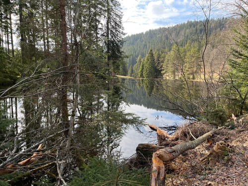 Hinterzarten - Feldsee - Bärental