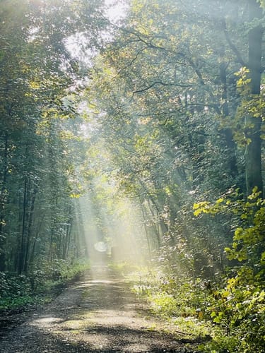 Kranenburg: Durch den Reichswald (A5)