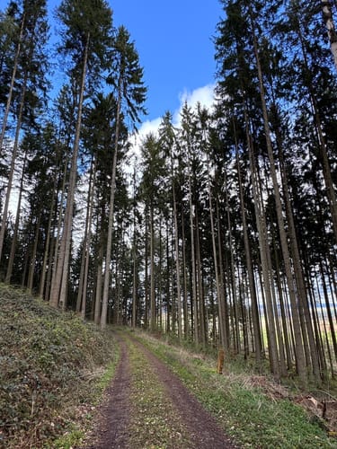Holsthum - Ferschweiler (Naturpark Südeifel Wanderweg Nr. 58)