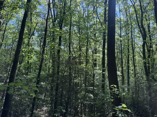 Rund ums Weitmarer Holz