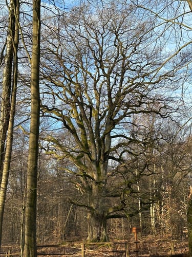 Urwald Sababurg - Rundweg (rot/Specht)