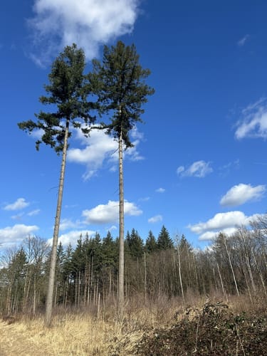 Königsforst Rundweg