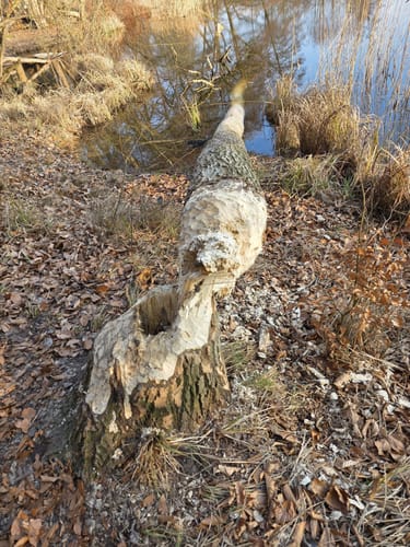 Im Biesenthaler Becken um den Hellsee