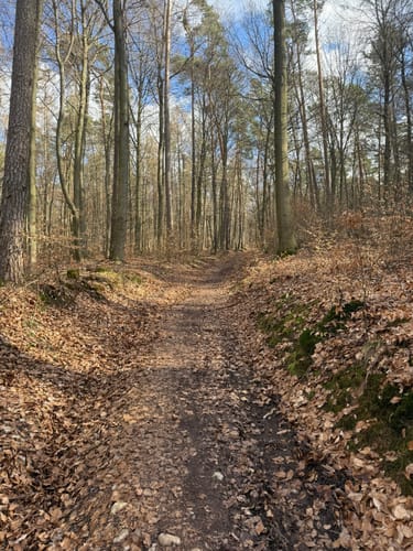 Alzenau 2 : Wald und Wallfahrt
