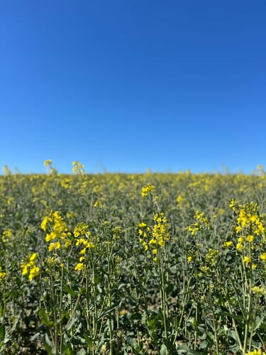 Zum Fallen Berg ab Steinbach am Glan