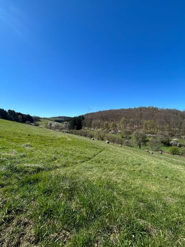 Zum Fallen Berg ab Steinbach am Glan
