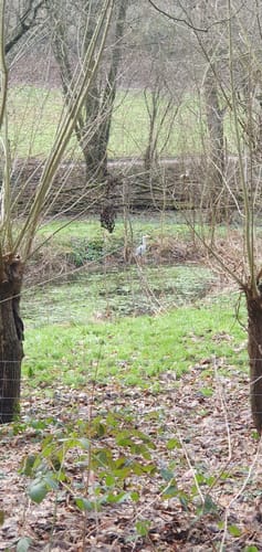 Im Gysenberger Wald