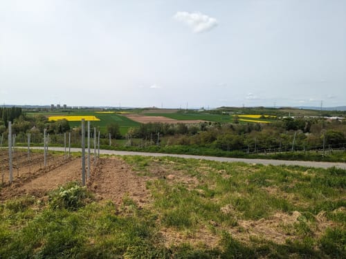Flörsheimer Warte ab Massenheim