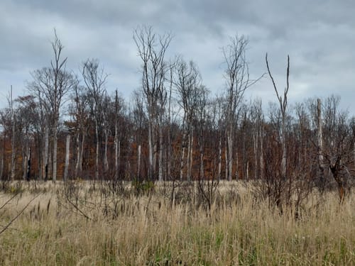 Wildgehege Raunheim und Raunheimer Waldsee ab Horlacher Becken 3