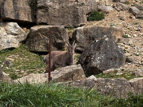 Durch den Tierpark Bad Mergentheim