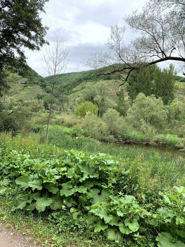 Beidseits der Mosel zwischen Neef und Senheim