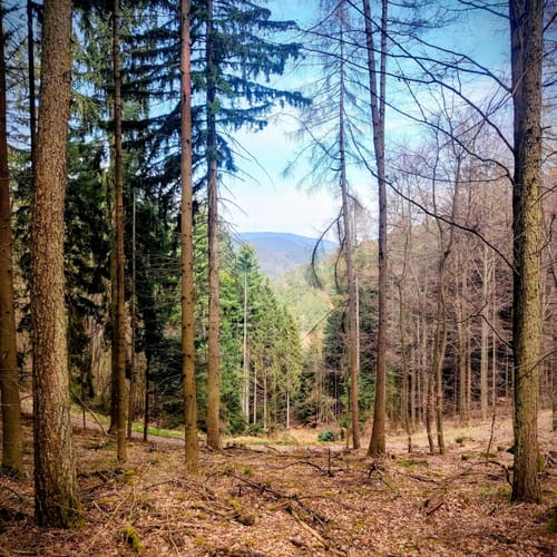Kurpfalz Eckopf Rundtour