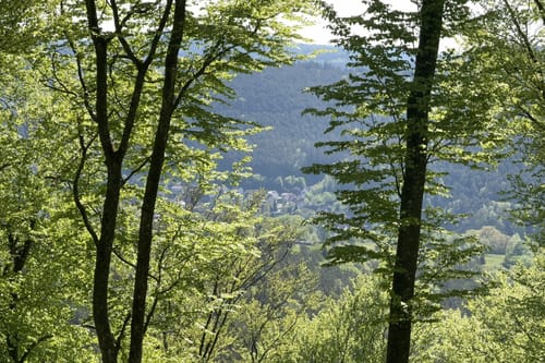 Busenberger Holzschuhpfad (Premiumwanderweg)