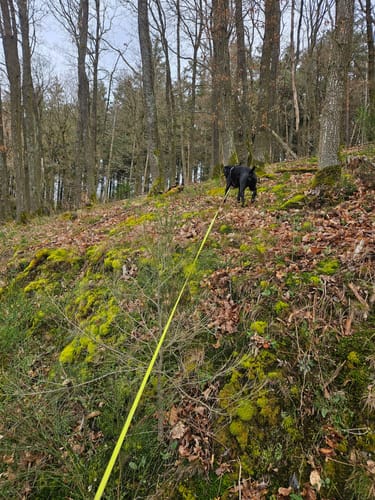Moselachter (Moselsteig Seitensprung)