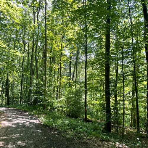 Natursteig Sieg Etappe 2: Hennef - Blankenberg