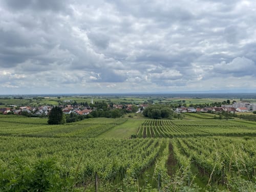 Circuit viticole sans frontière
