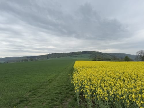 Kamp-Bornhofen - Rosenlay - Schulzwiese