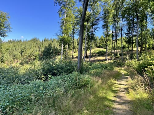 Rothaarsteig-Spur Wisentpfad