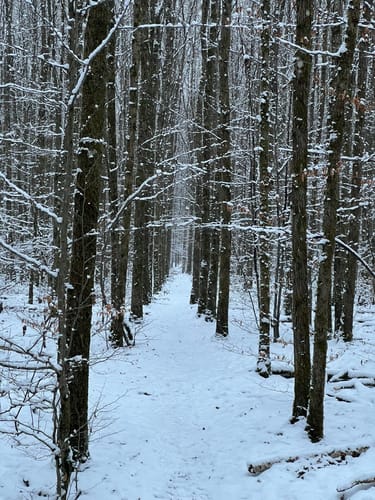 Urwald Tour (Premiumwanderweg)
