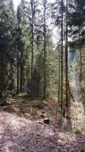 Tonbach - Überzwercher Berg