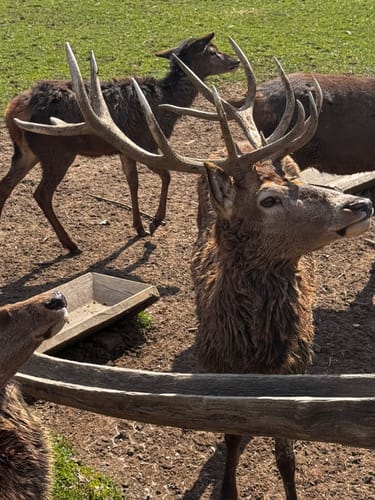 Durch den Tierpark Bad Mergentheim