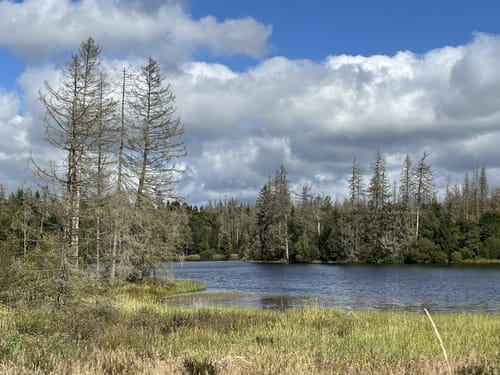 WasserWanderWeg Nr. 4, Buntenbocker Teiche