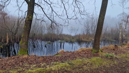 Durch das Naturschutzgebiet Hohes Moor