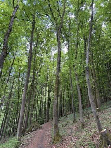 Von Veilbronn durch das Leidingshofer Tal