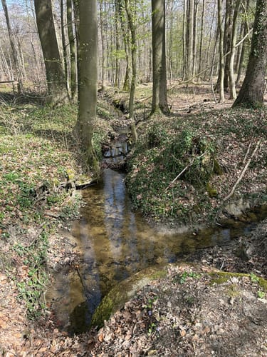 Durch das Bagno-Buchengebiet und Hollich (Westfälischer Heimatbund R8)