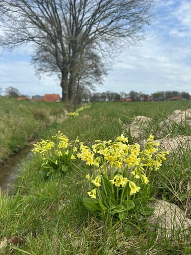 Durch das Bagno-Buchengebiet und Hollich (Westfälischer Heimatbund R8)