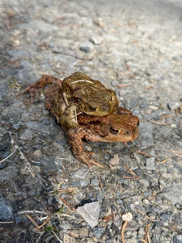 Große Narzissenroute