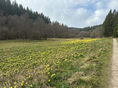 Große Narzissenroute