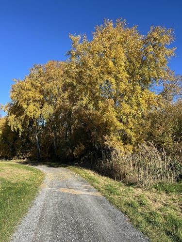 Steinhuder Meer Rundweg