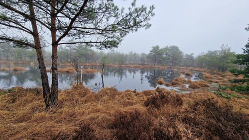Durch das Naturschutzgebiet Hohes Moor