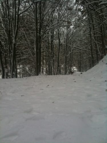 Waldrunde bei Hoheneiche