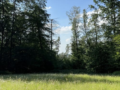Durch den Königsforst zum Tütberg