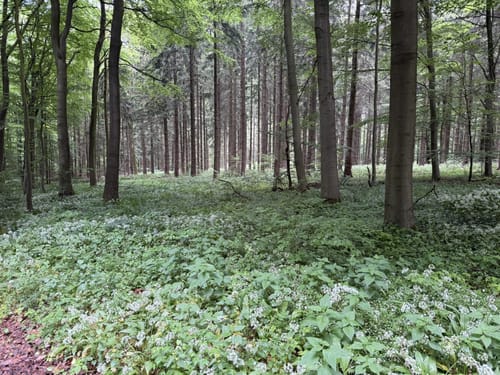 Welliehausen - Rohdetal