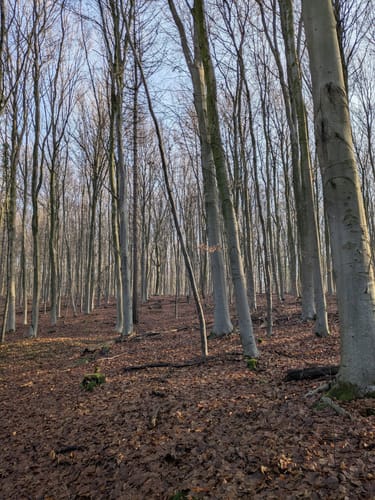 Geopad De Diepen / Reichswald DE-01