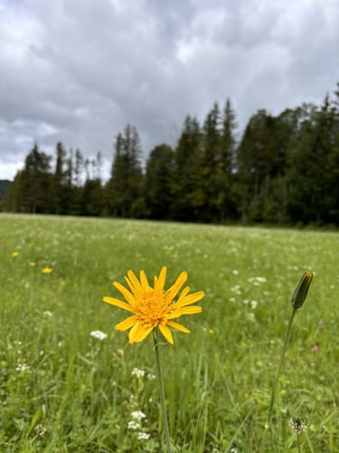 Um den Barmsee
