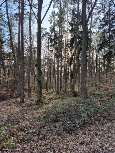 Hebenhübel ab Mackenbach