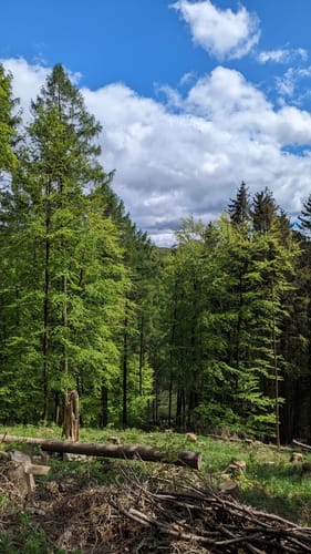Wolfshagen im Harz - Sommerberg Rundwanderung