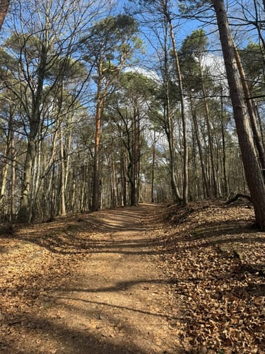 Alzenau 2 : Wald und Wallfahrt