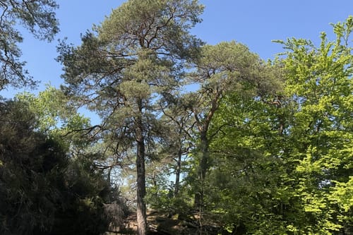Busenberger Holzschuhpfad (Premiumwanderweg)