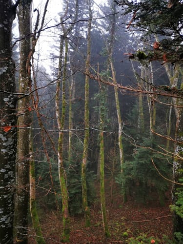 Über Lochenhörnle - Hoher Fels - Gespaltener Fels - Lochenstein