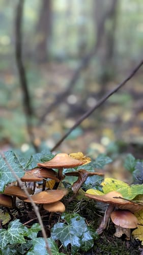 Rund ums Weitmarer Holz