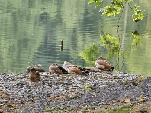 Durch den Rombergpark