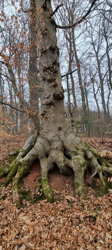 Hüttenwanderweg (Premiumwanderweg)