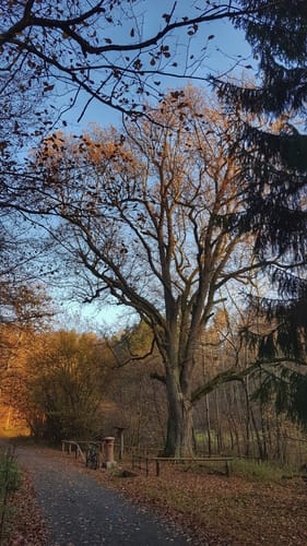 Rosselborn und Mömlingen